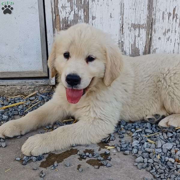 Rocky, English Cream Golden Retriever Puppy